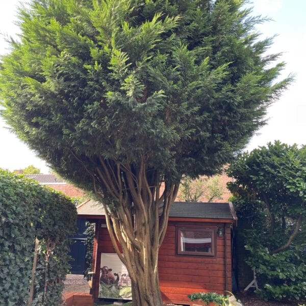 boom verwijderen in tuin