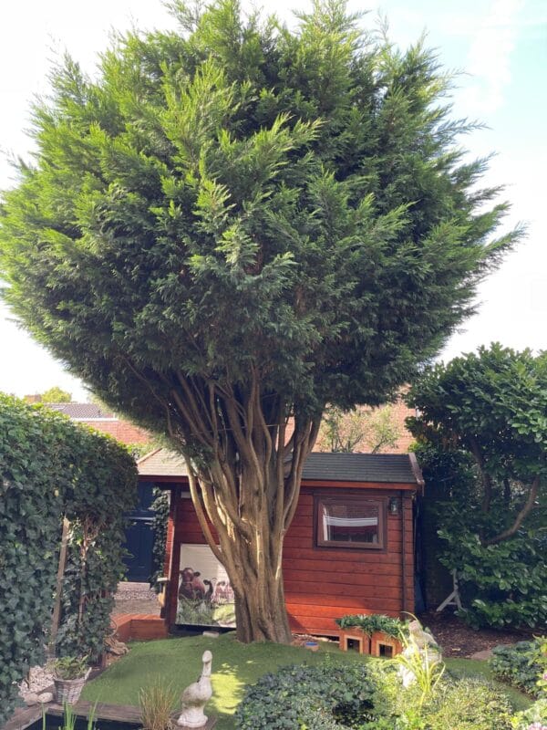 boom verwijderen in tuin