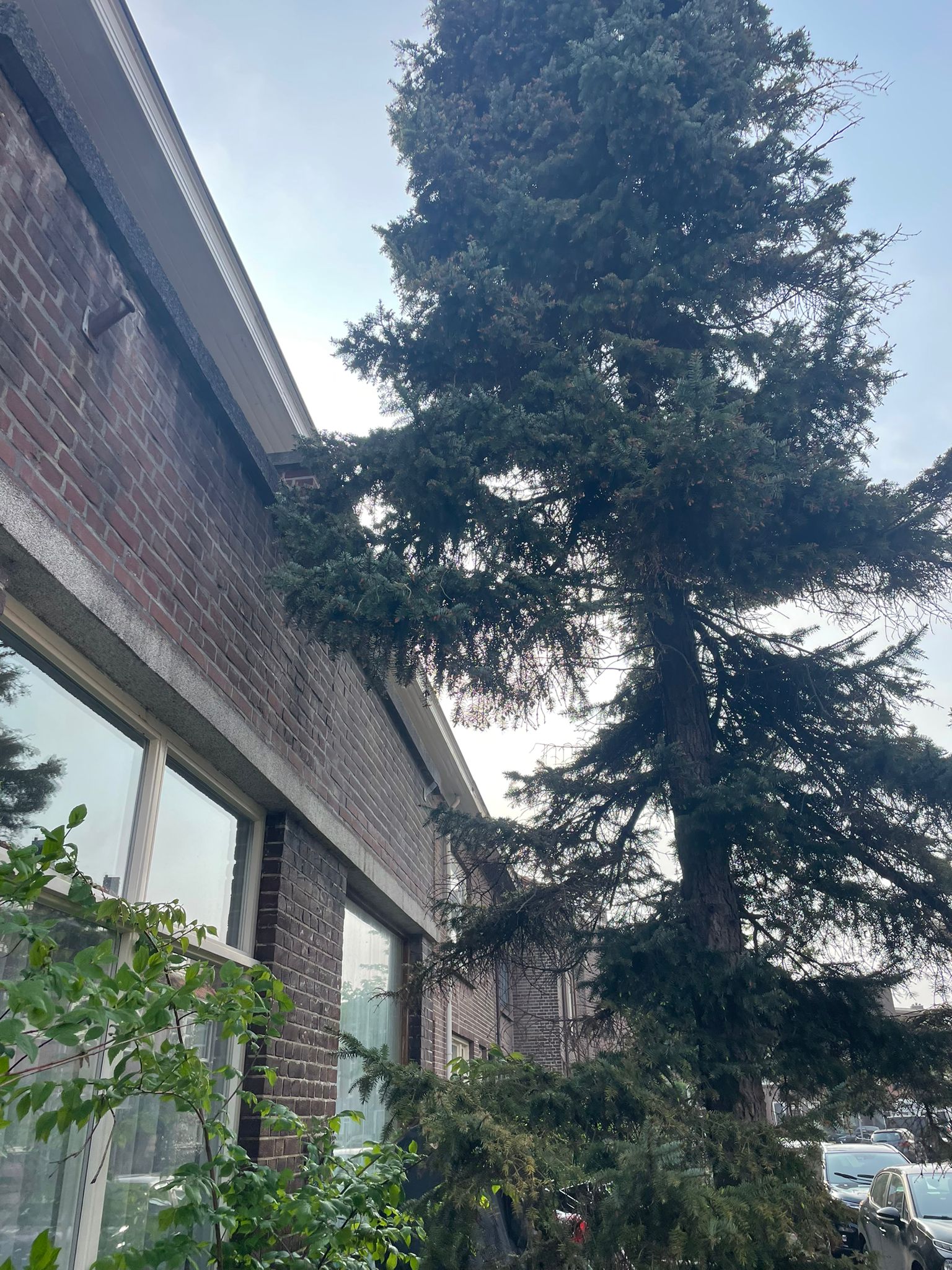 Boom rooien op een plek die niet handig is