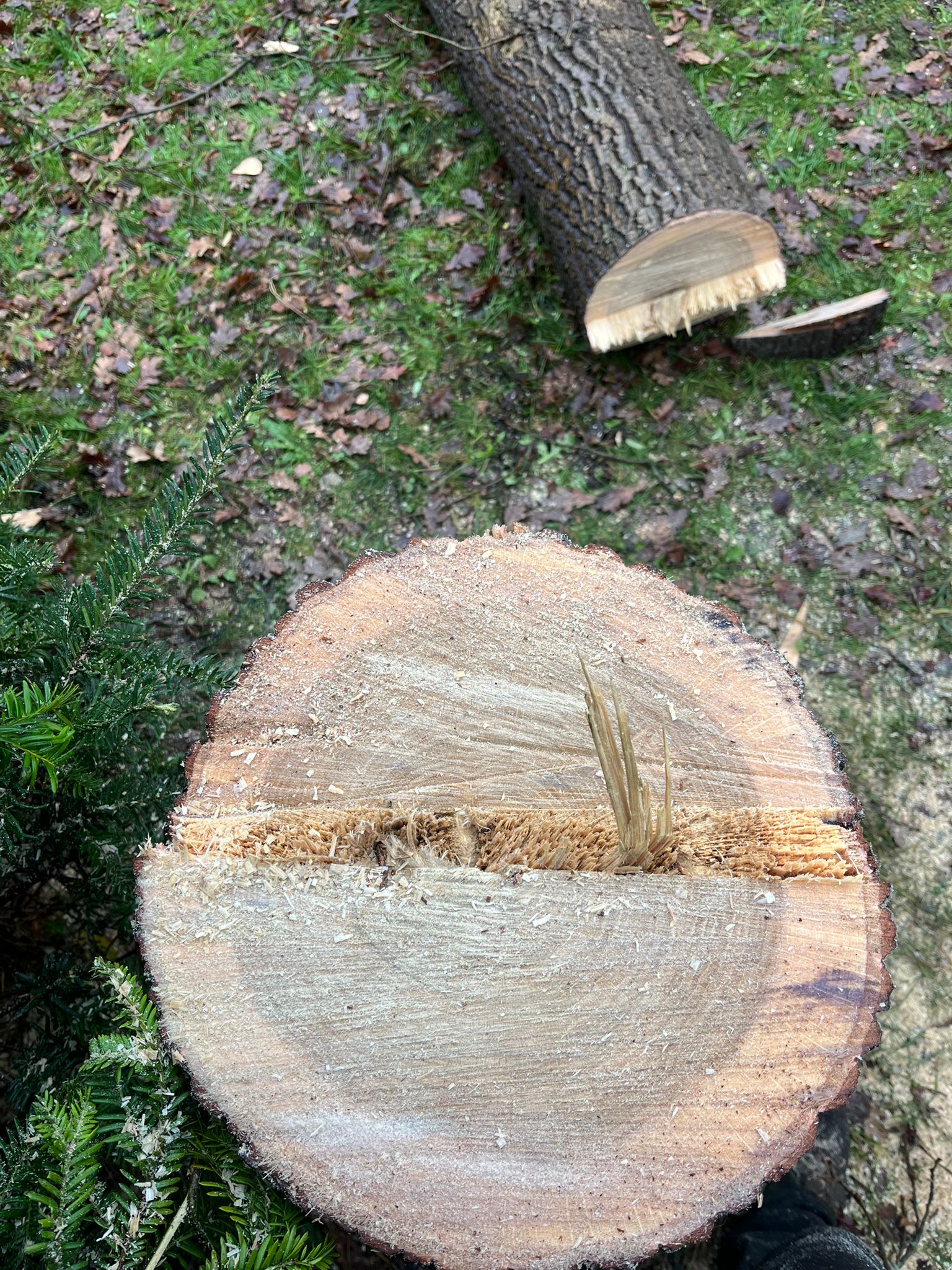 Boom verwijderen Sassenheim