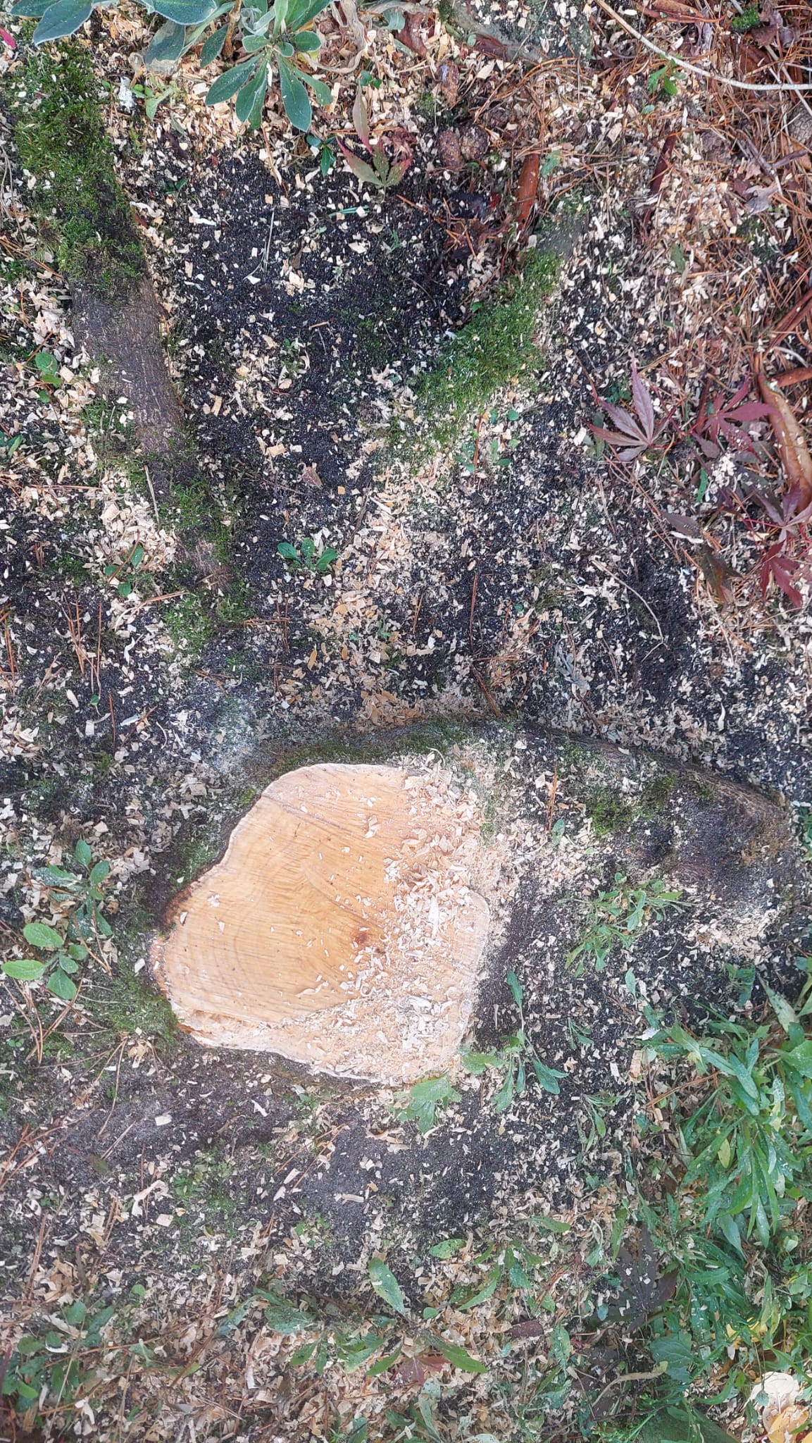 Boomstronk verwijderen (4)