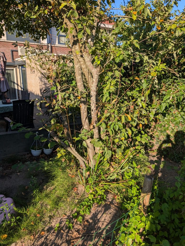 Struik verwijderen in de tuin van particulieren